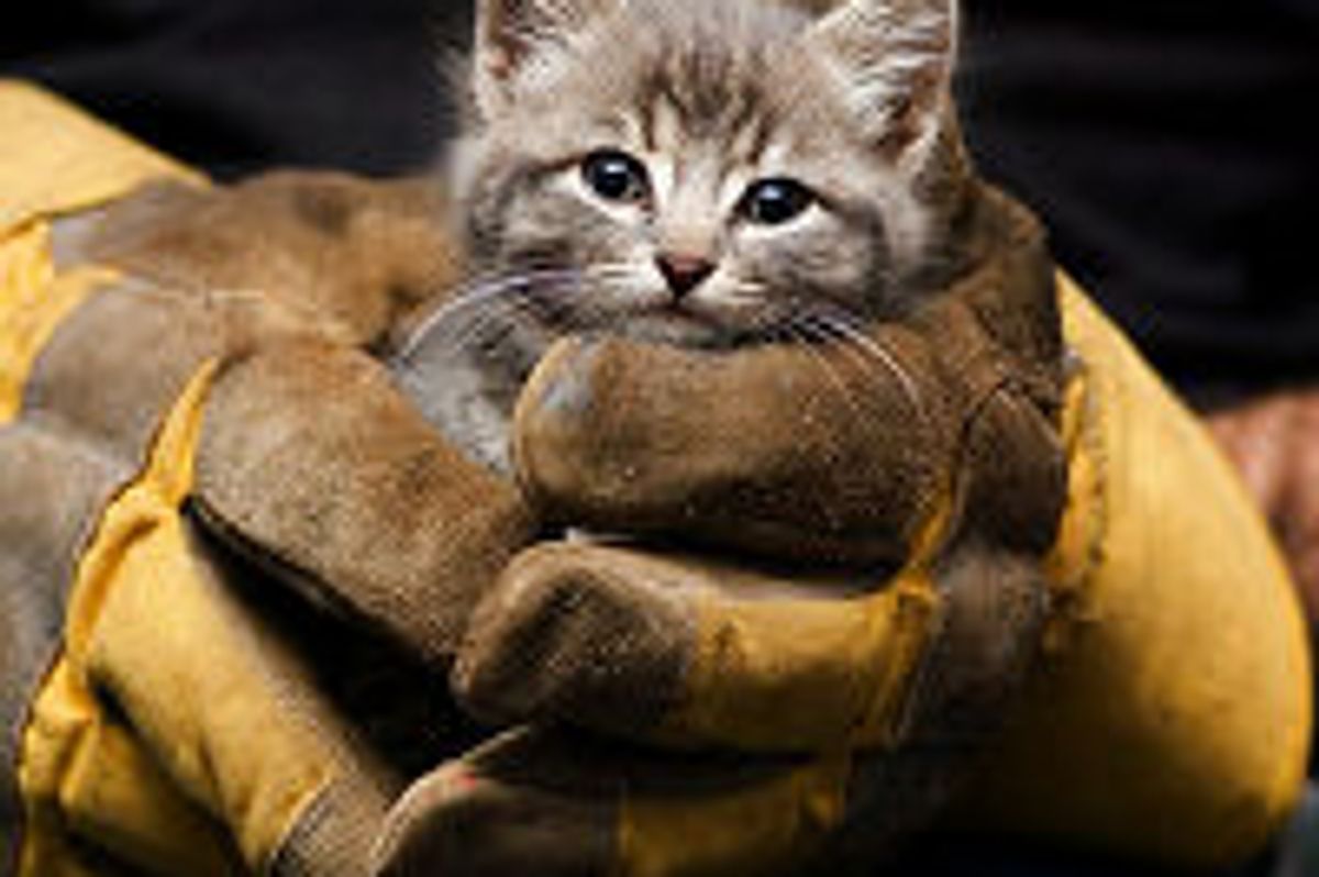 Barn Kitty Saved!