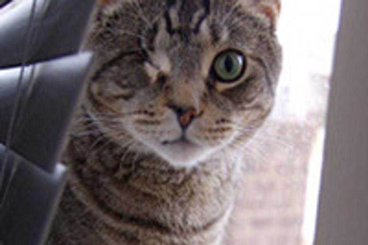 Odin the One-eyed Cat Finds Family Who Never Gives Up on Him