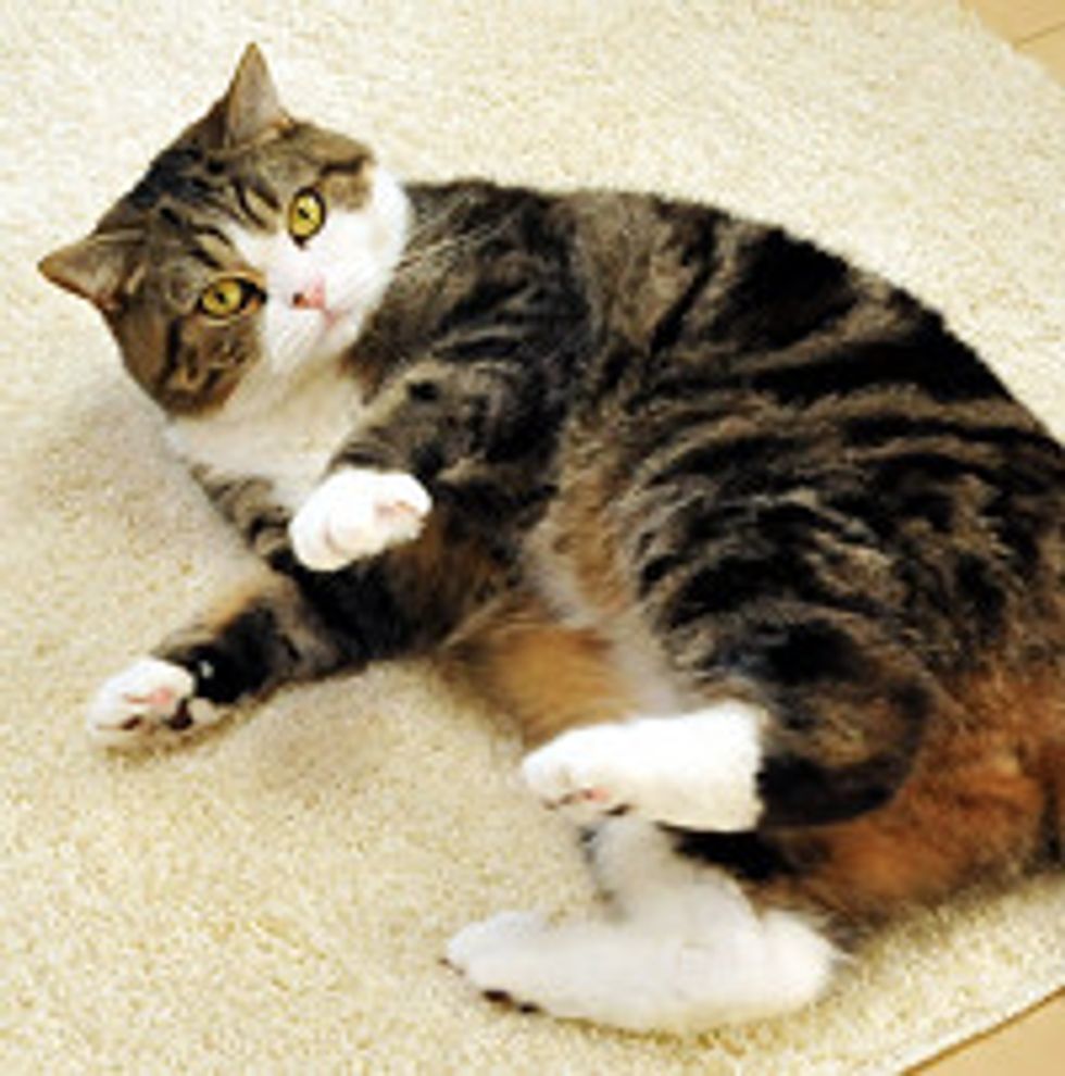 Maru Plays with Paper Ball