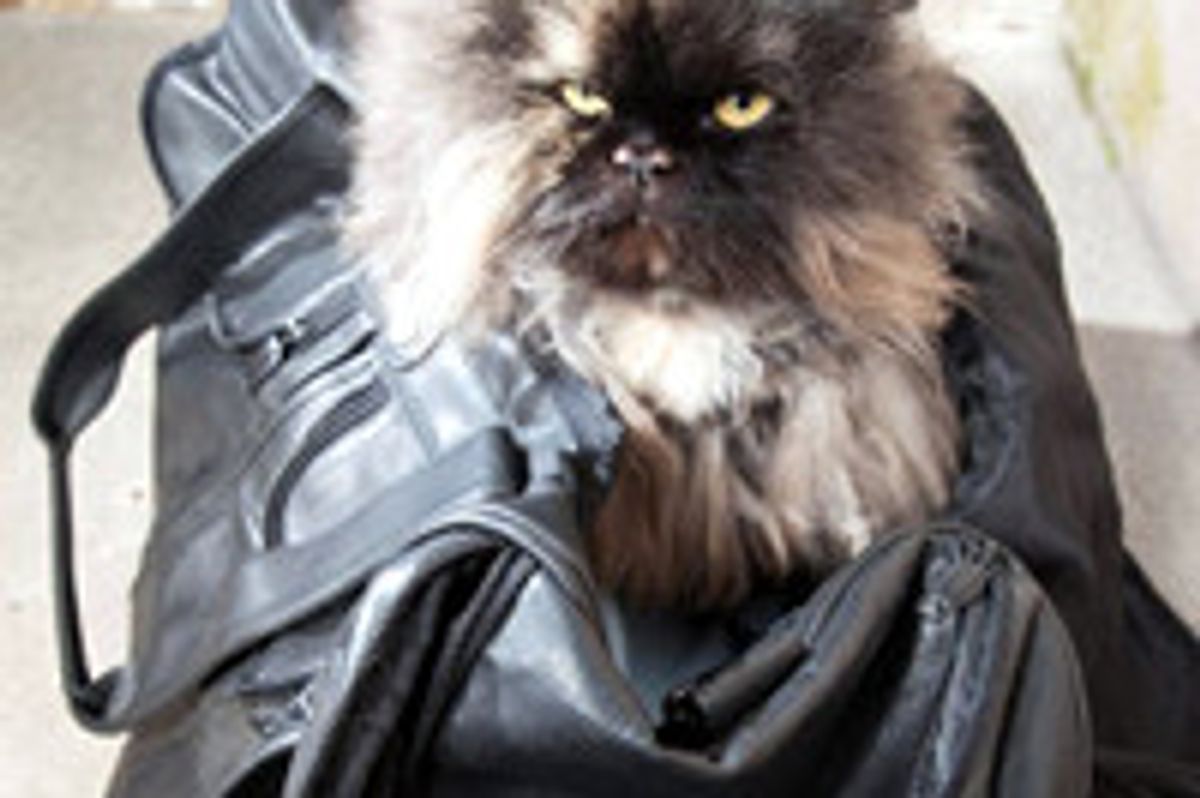 7-Year-Old Persian Cat Survives 3,400 Mile Journey from Cairo to London in a Suitcase