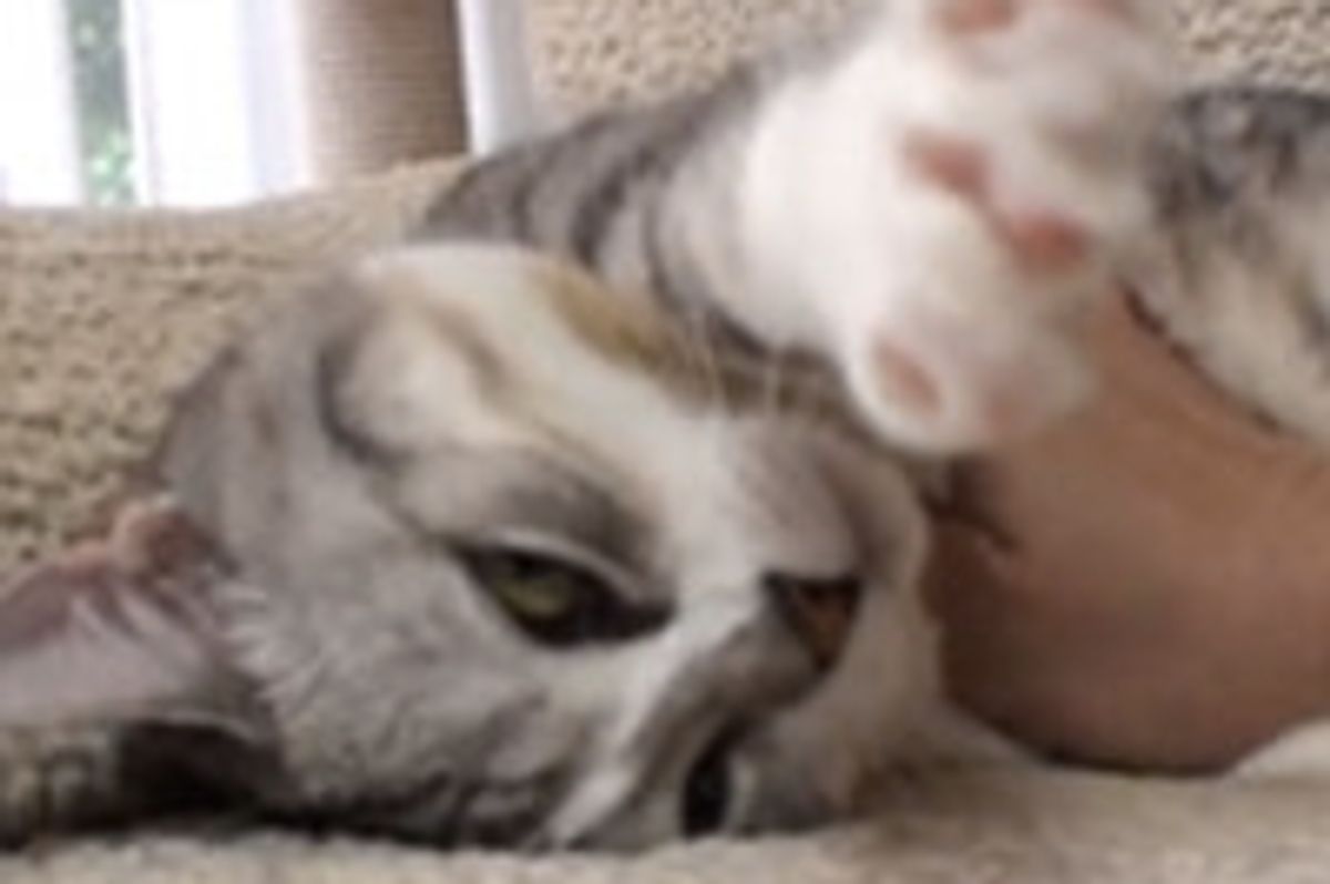 Kitty Loves to Be Petted