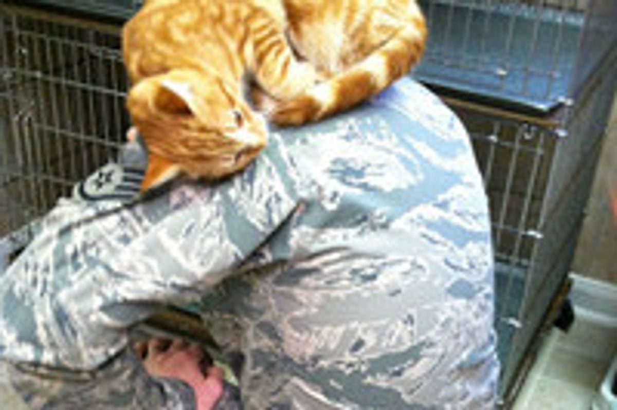 Shelter Cat Chooses Man For Forever Home