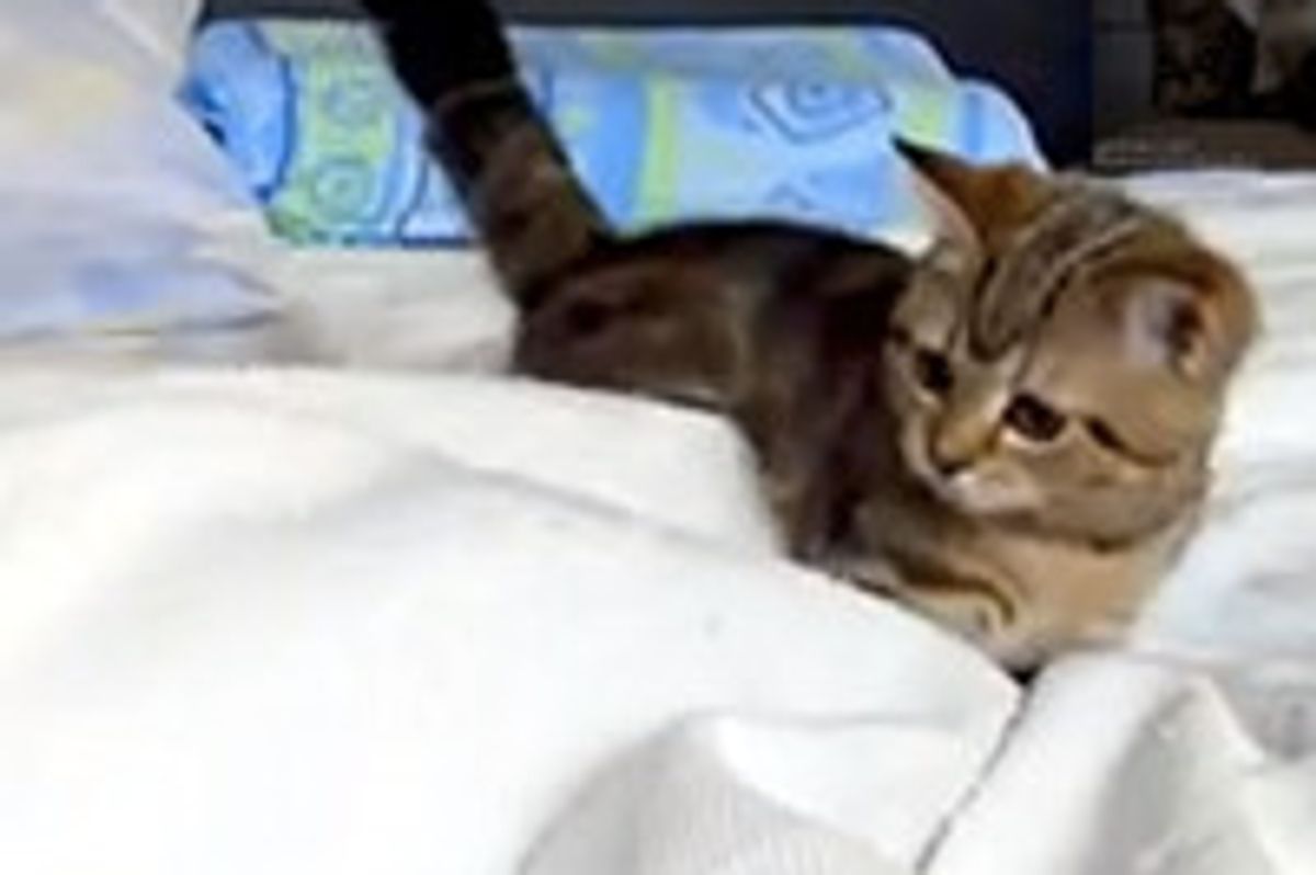 Kitten Vs Bedsheet Creature