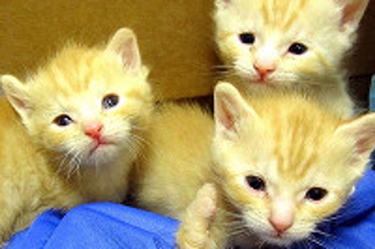 3 Special Orphan Kittens Born Missing Bones in Forearms, But It Doesn't Stop Them