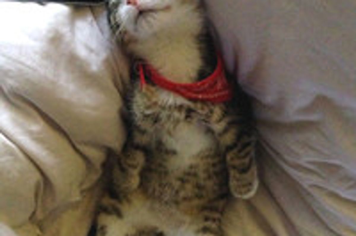 Kitten Saved From Being Put Down Due To Sickness Stunting His Growth