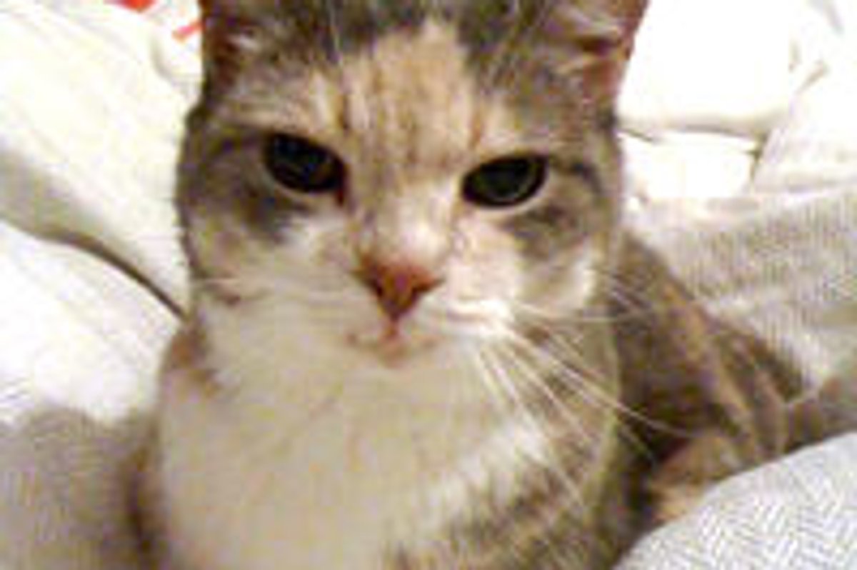 17 Year-old Cat with Only One Tooth, Sweetest Old Gal