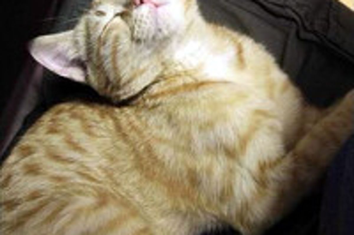 AK the Afghan Kitten Had a Rough Start in Life, But Thrives With Love from UK Camp