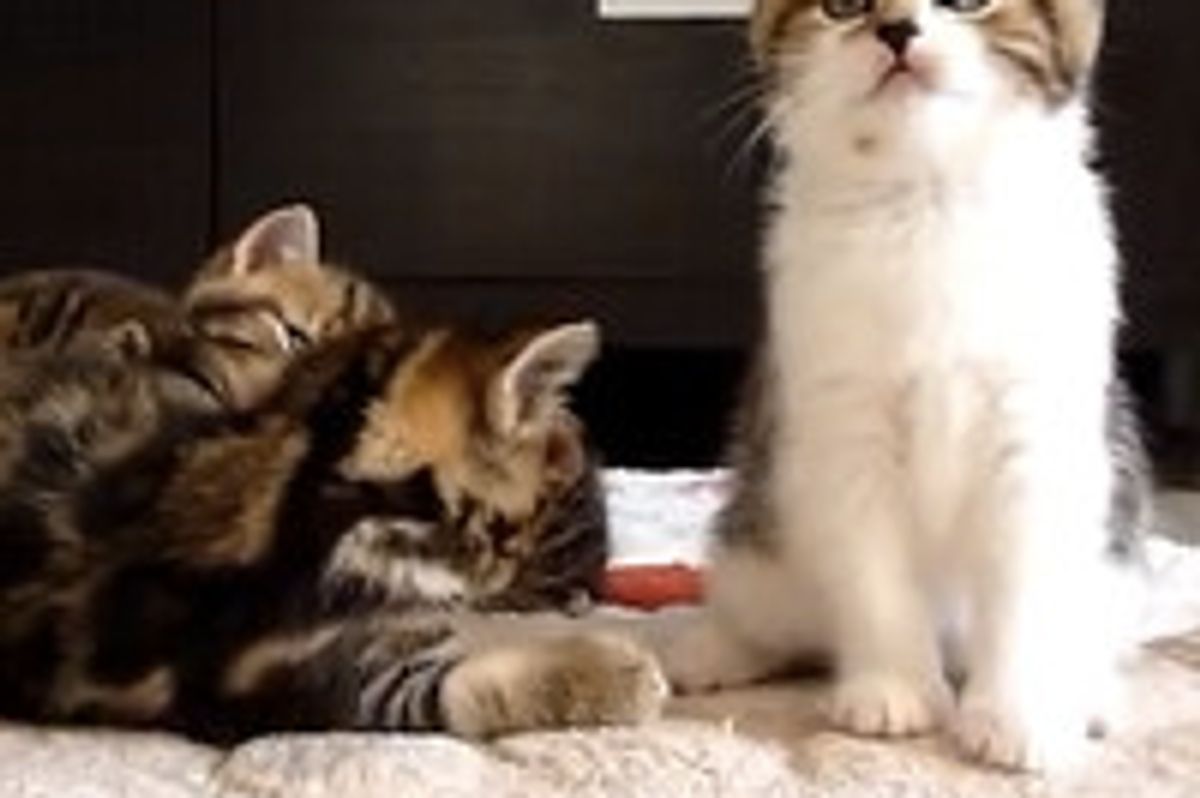 Little Kitten Has Hiccups