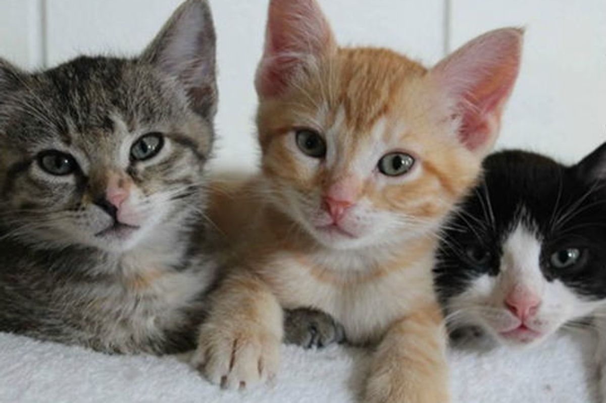 "Trash Bag" Kitties Saved by Good Samaritan, Turn One Year