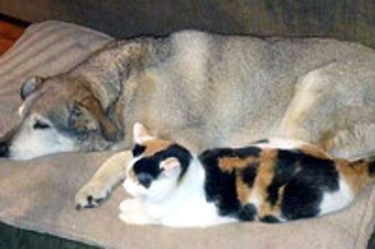 Cat Keeps Old Dog Company