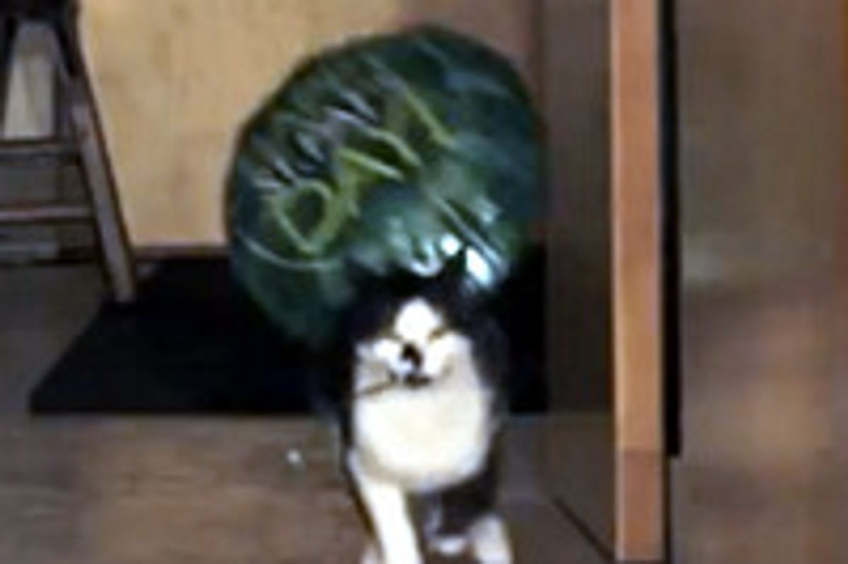Kodi Destroyed the Leprechaun