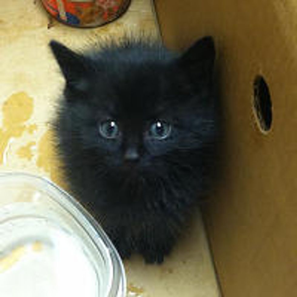 Man Saved and Adopted Tiny Orphan Kitty From Empty House