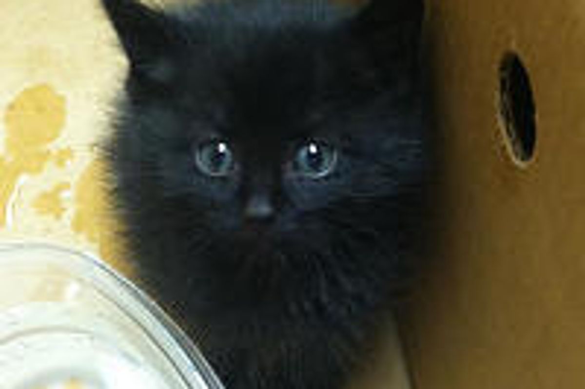 Man Saved and Adopted Tiny Orphan Kitty From Empty House