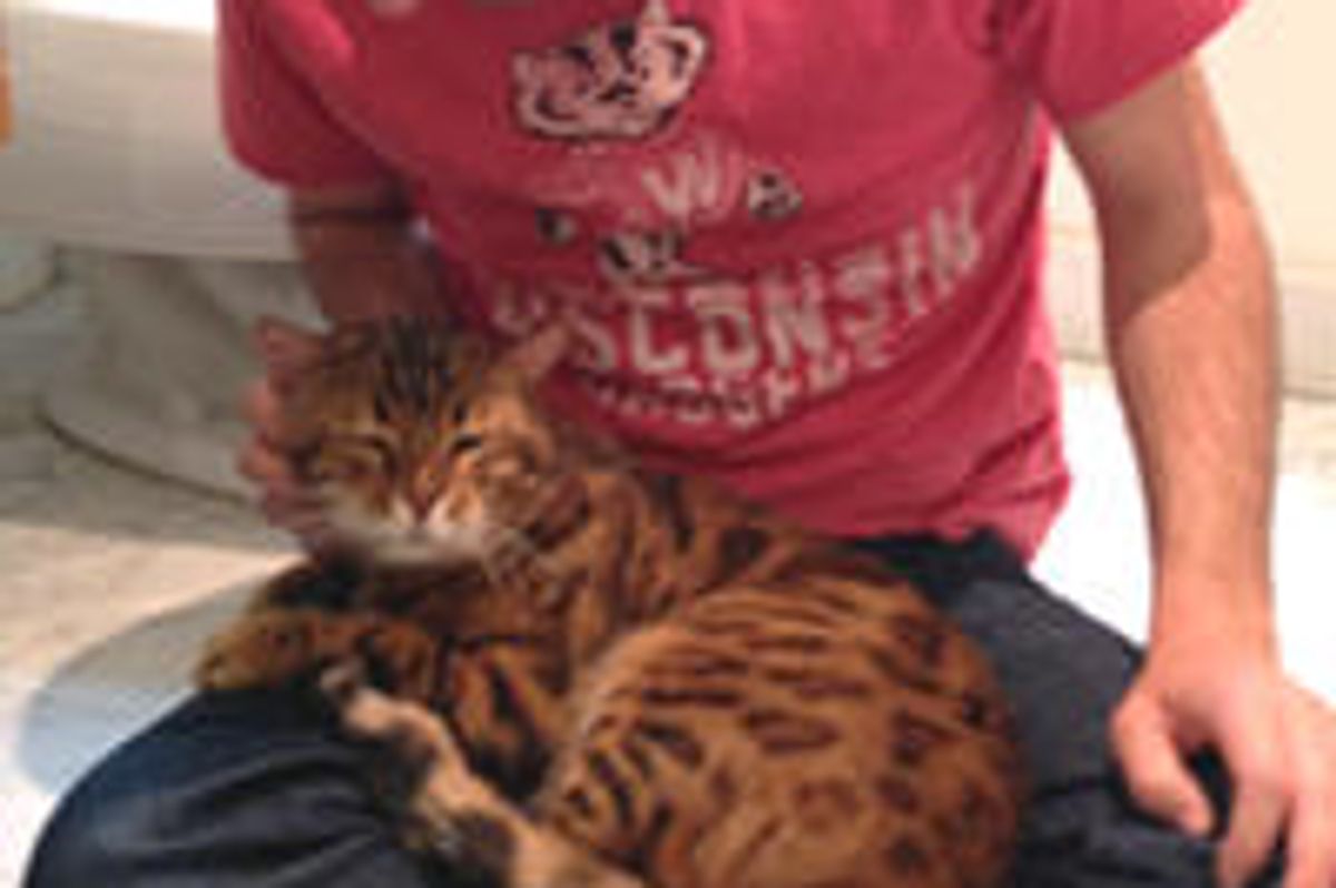 Abandoned Bengal Cat Finds Love In His New Home