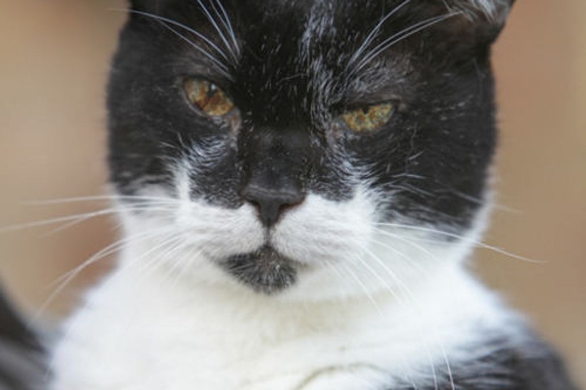 Wadsworth the Cat Turns 27, Perhaps the UK’s oldest cat