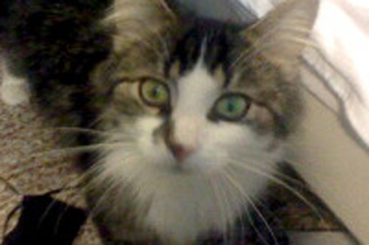 Cat Hides Under Bed for a Month, Now Has Come a Long Way