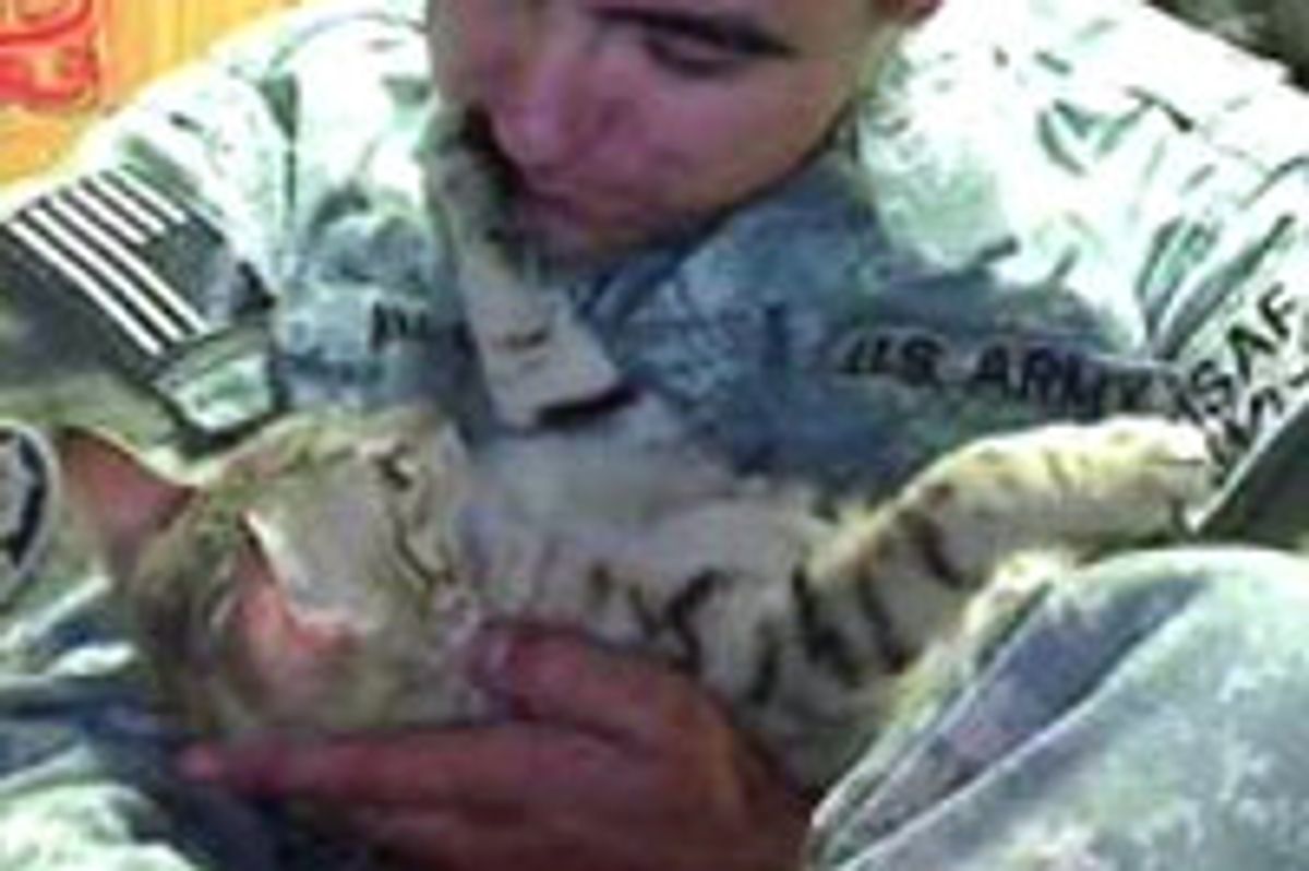 Soldier Saves Afghan Cat: 'He Was My Saving Grace'