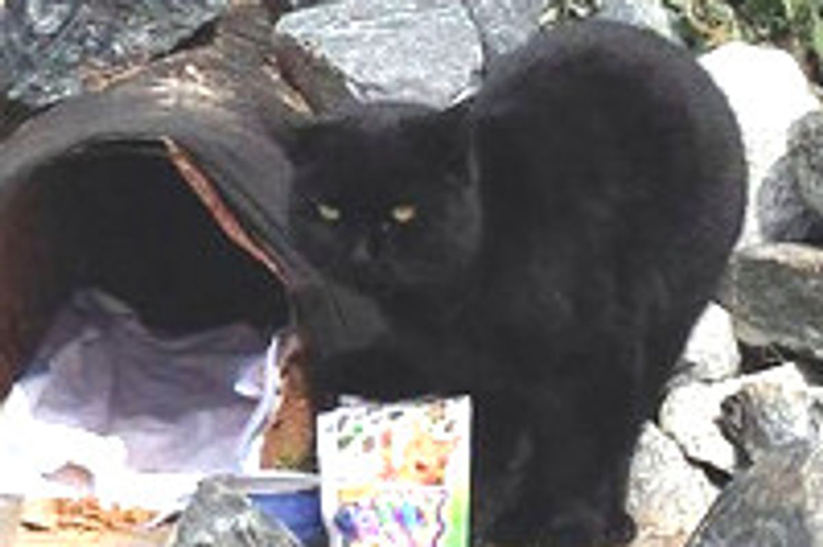 Cat Lives in Drainage Piper Becomes Mascot of the Beltline