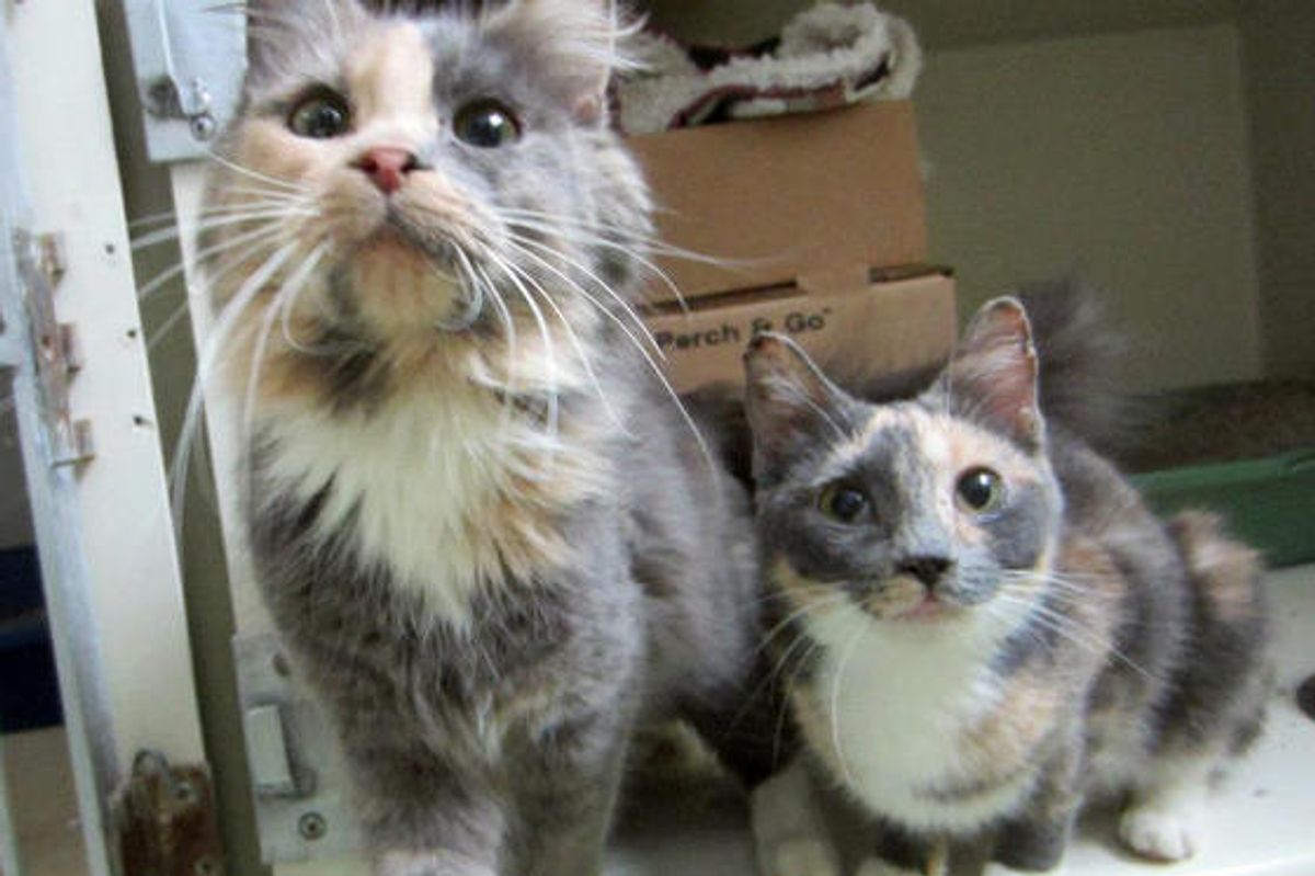 20 Cats Found with Dumped Chair