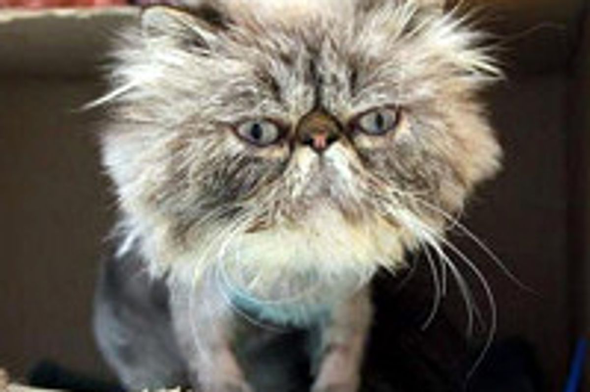 Clive The Lion Heart