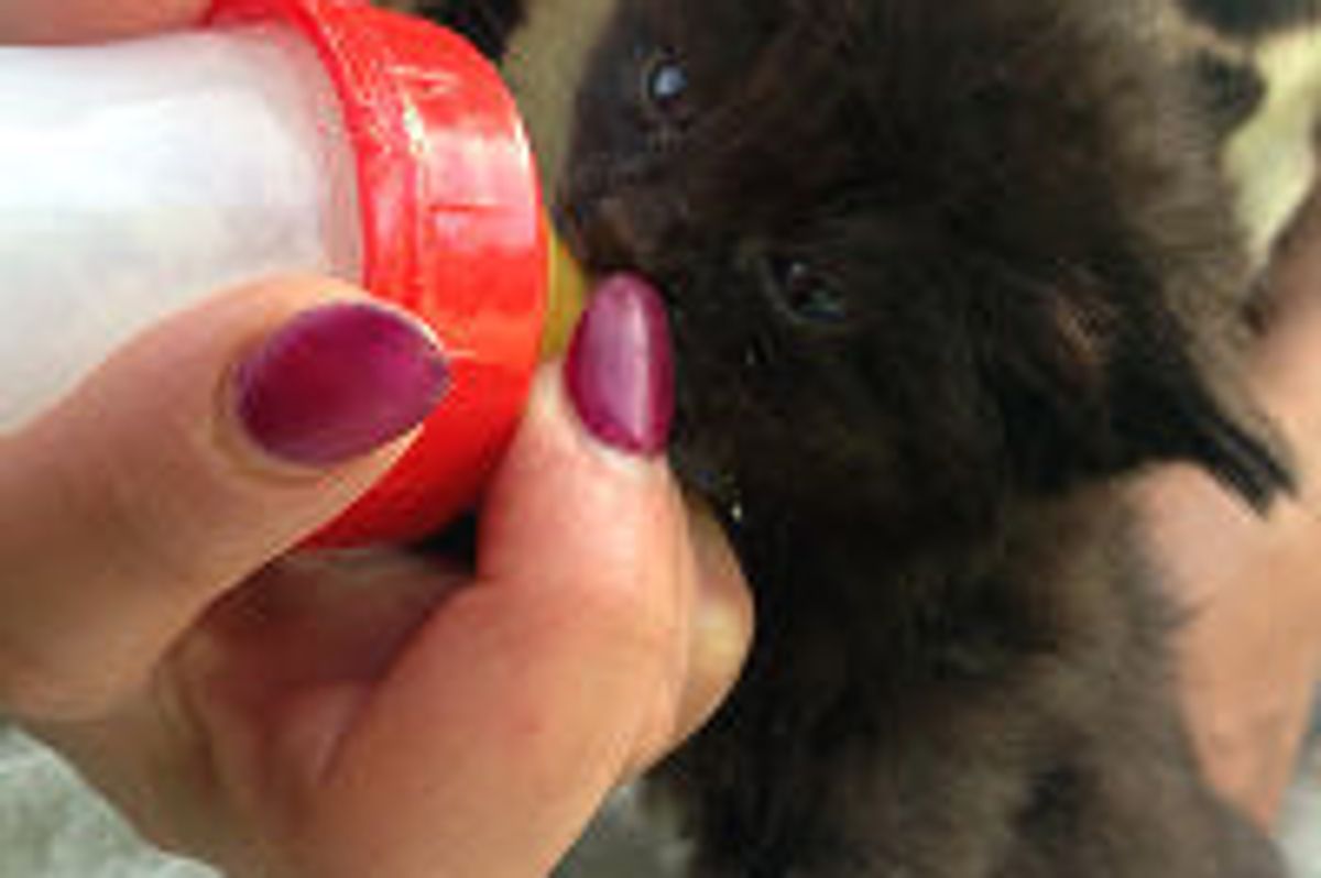Kitten Rescued in Israel
