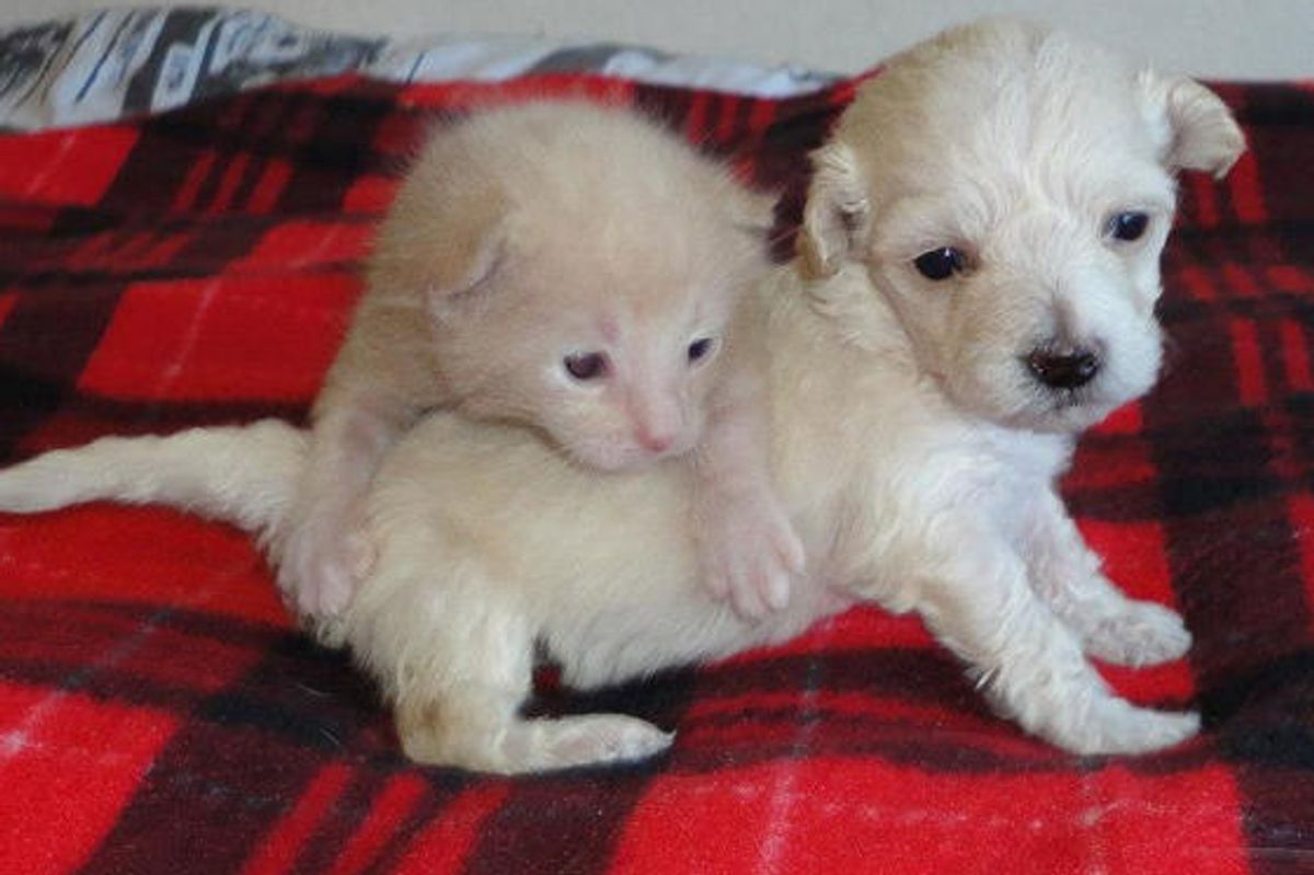Orphan Kitten and Puppy: Now An Unconditional Family