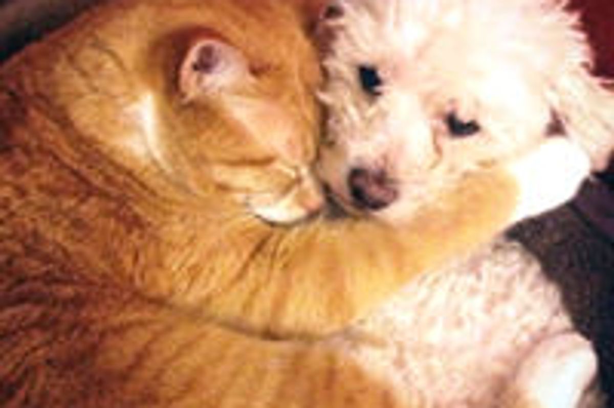 Cat Adopts Rescue Puppy: Cuddles and Love