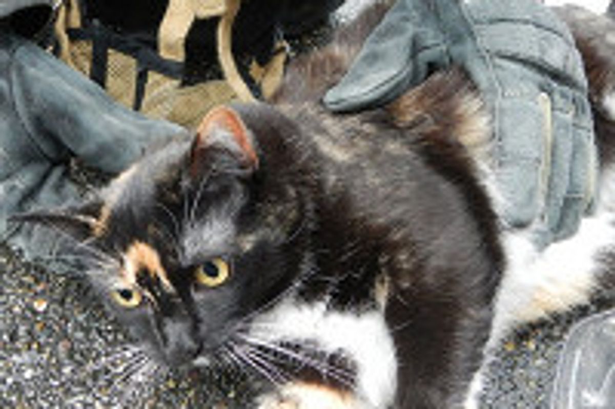 Seattle Firefighters Save and Revive Cat From Condo Complex Fire