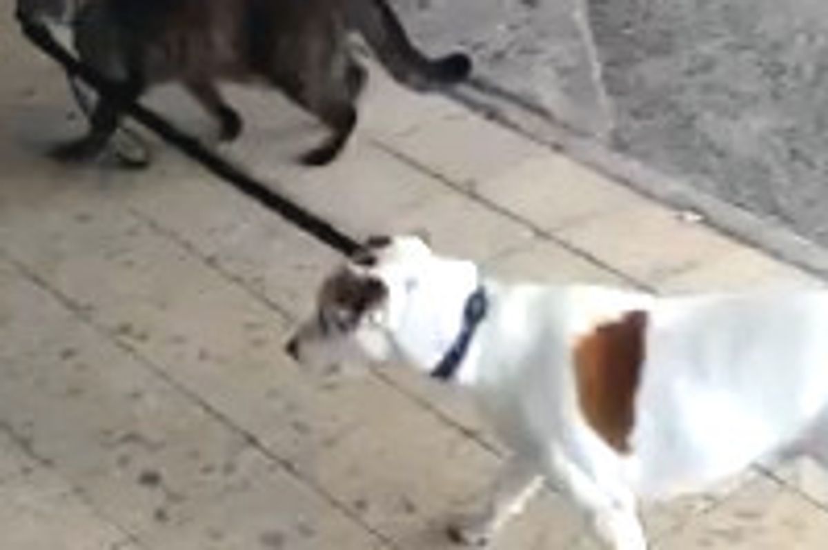 Cat Walking Dog Home