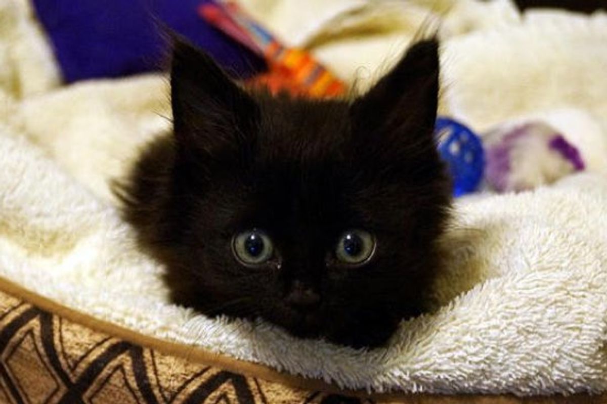 Lincoln The Miracle Kitty, No Longer Quadriplegic: Amazing Recovery