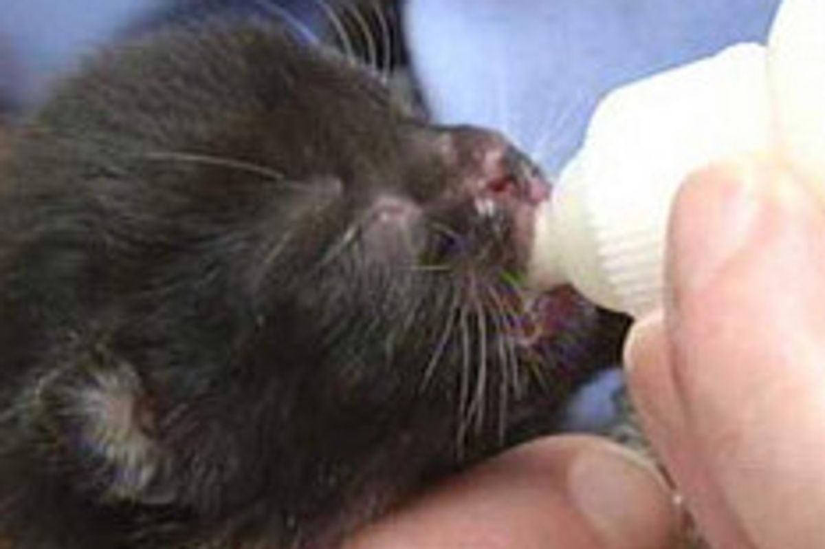 Day-Old Kittens Found In Plastic Bag Doing Well After Rescue