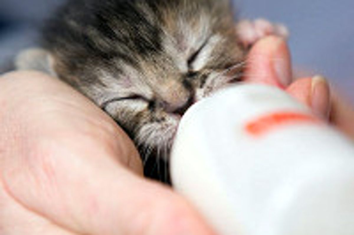 Rescue Calico Cat Gives Motherly Love To 6 Orphan Kittens