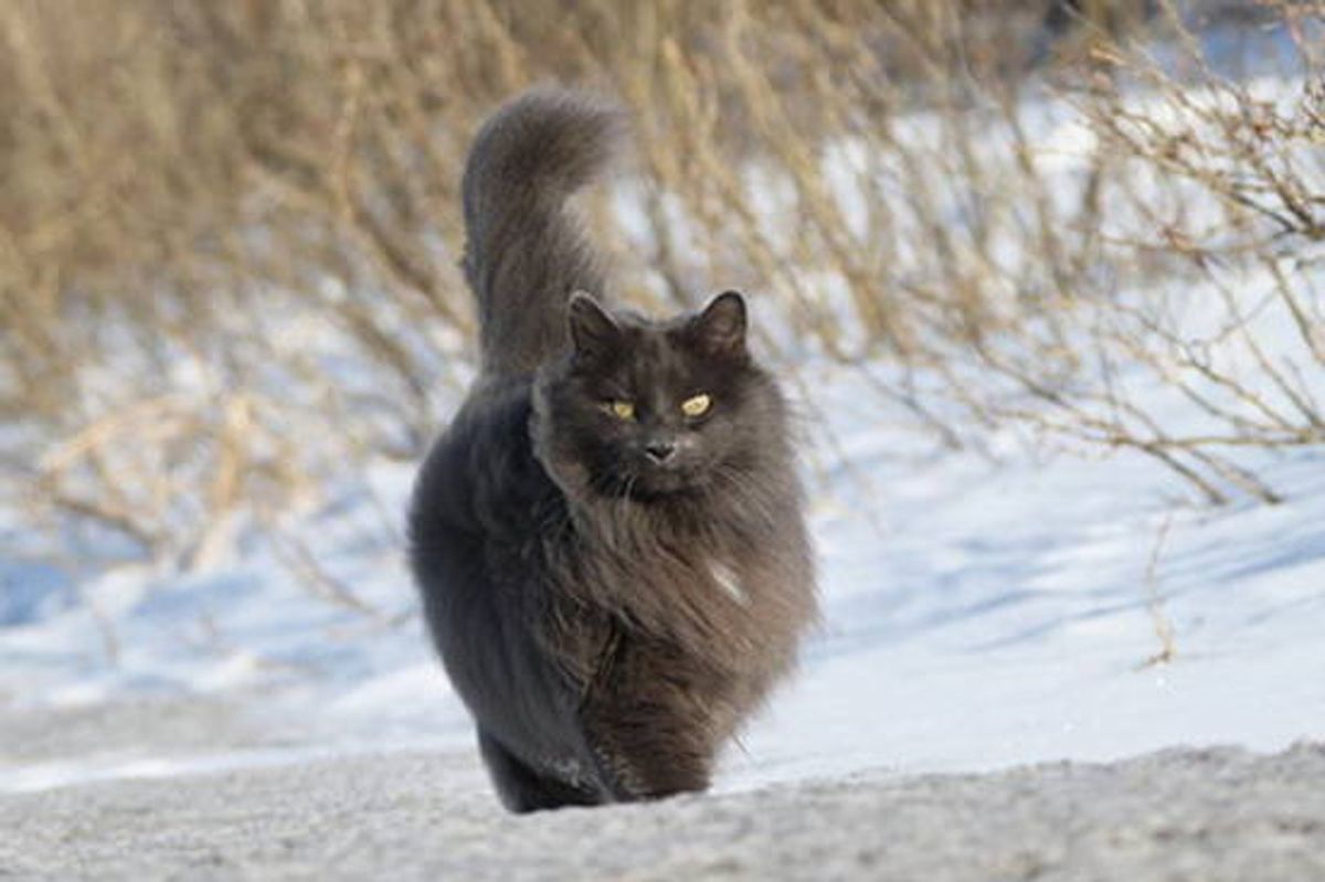 Sygmond The Grey - A Really Epic Cat