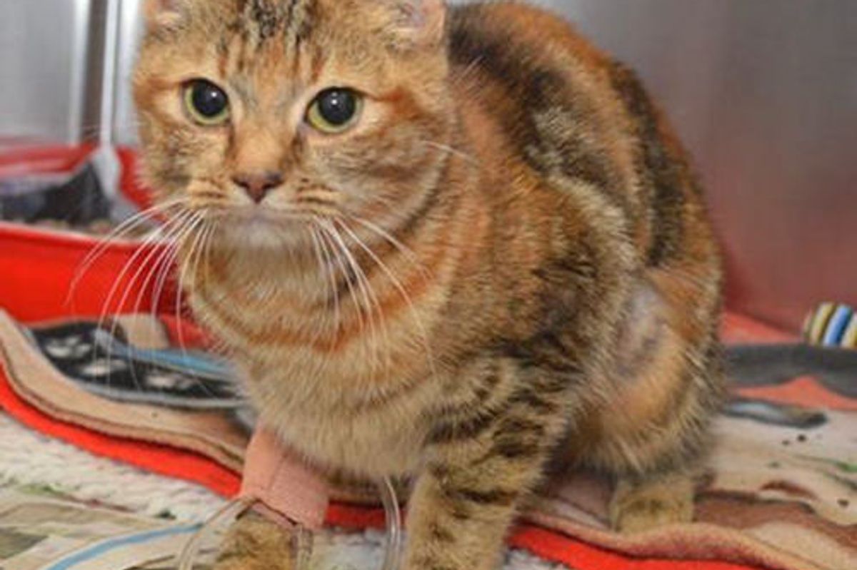 Rosie the Cat: Miracle Recovery After Life Saving Operation