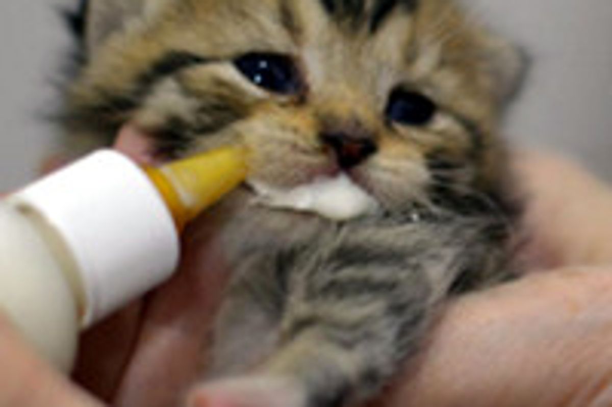 Three Tiny Tabby Kittens Find Safe Refuge