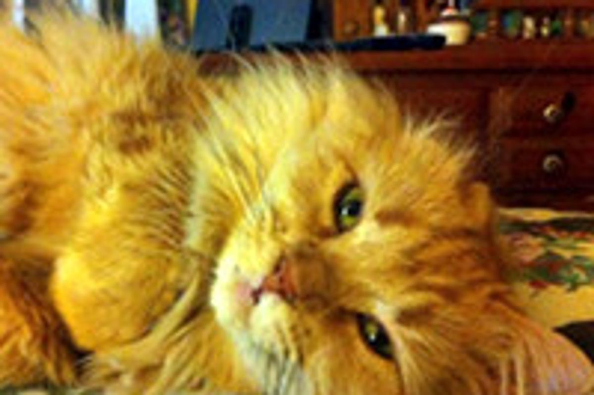 Rescue One-eared Cat Finds Love and Happiness