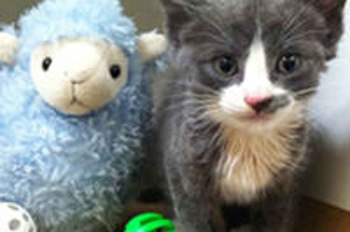 Tiny Kitten Saved From Garbage Can Now Gets A Ton Of Love & TLC