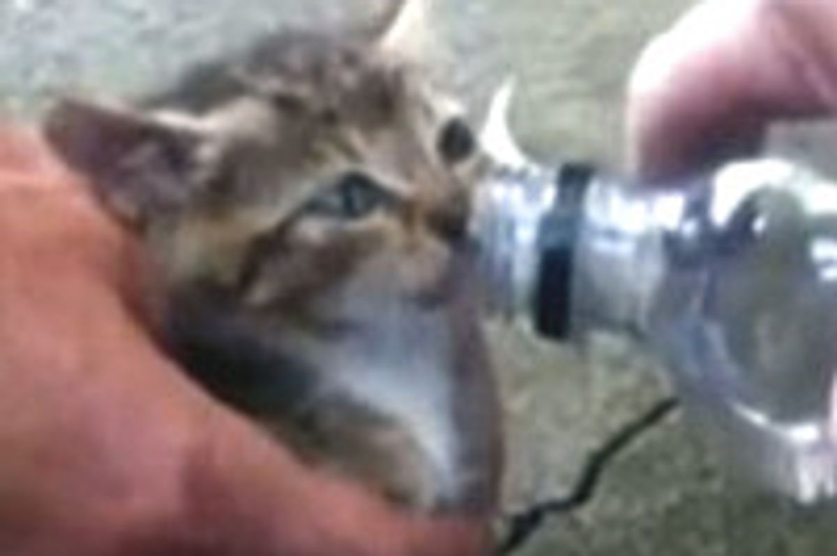 Firefighters Rescue Kitten From Car Wheel