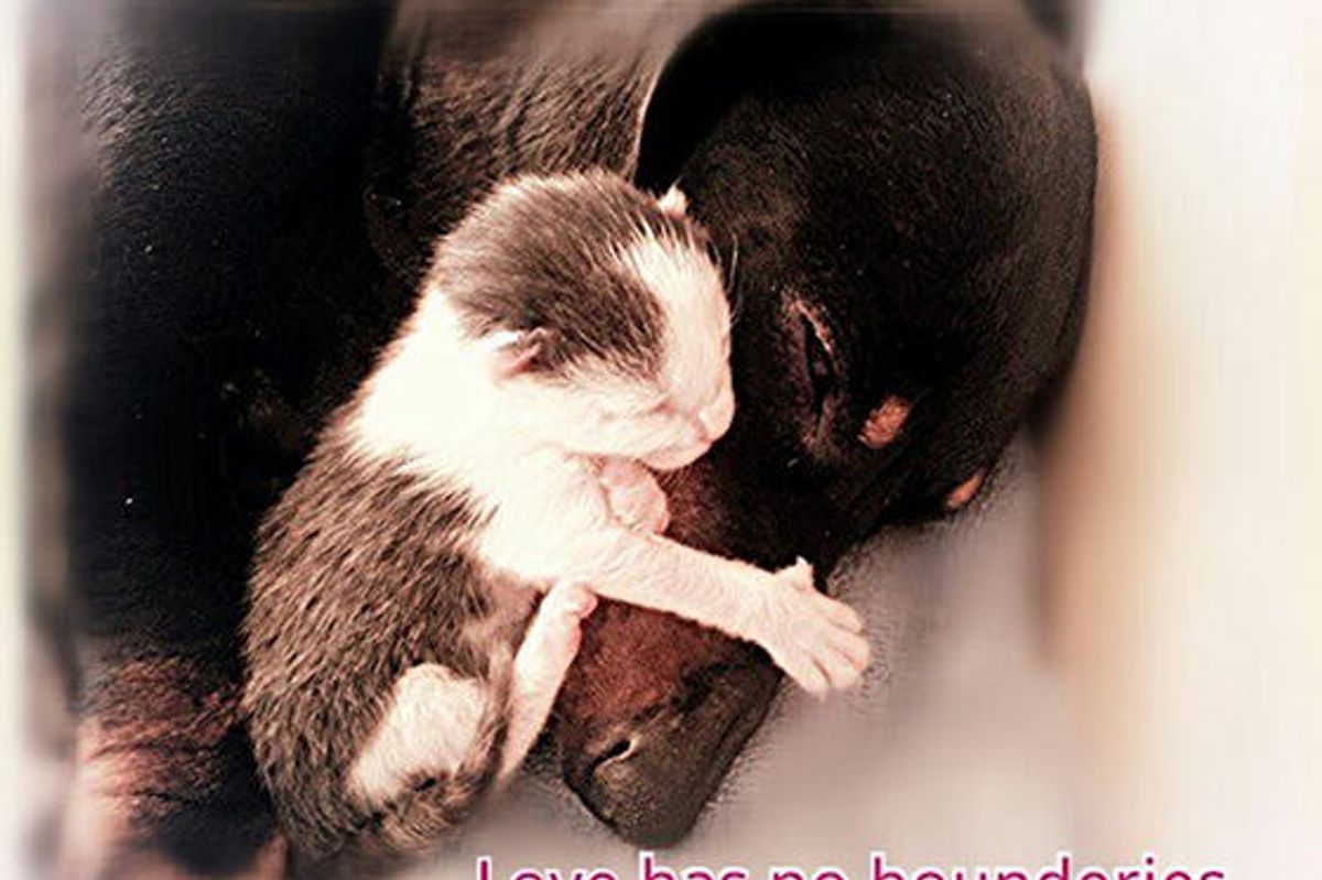 Kittens Born During Blizzard Adopted By Dachshund