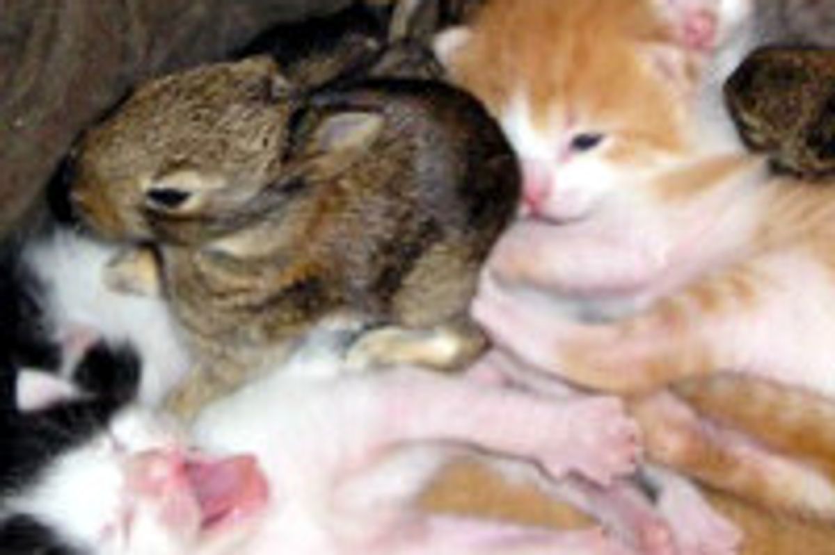 Mom Cat Adopts Orphan Bunnies