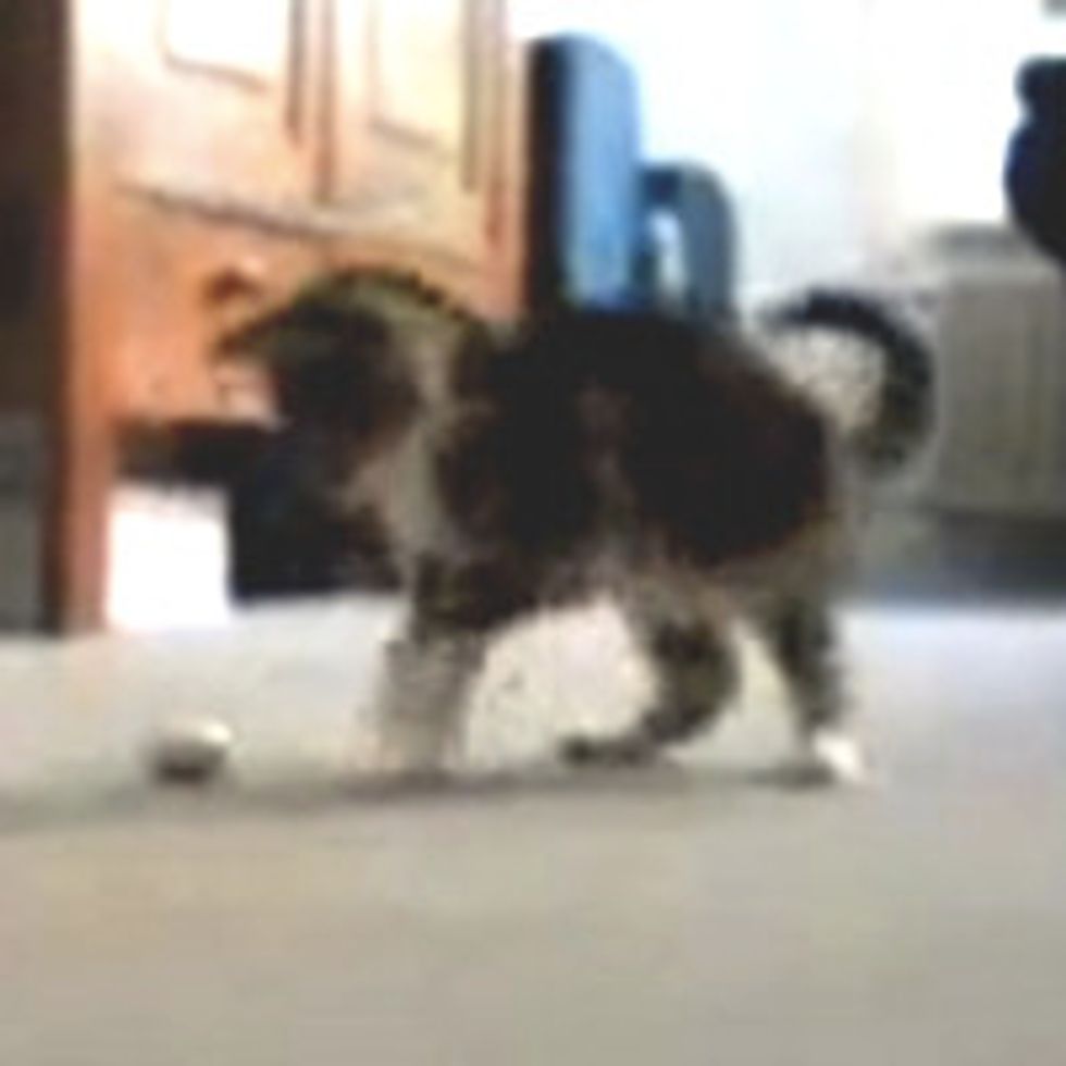 Kittens Fight Over Easter Egg