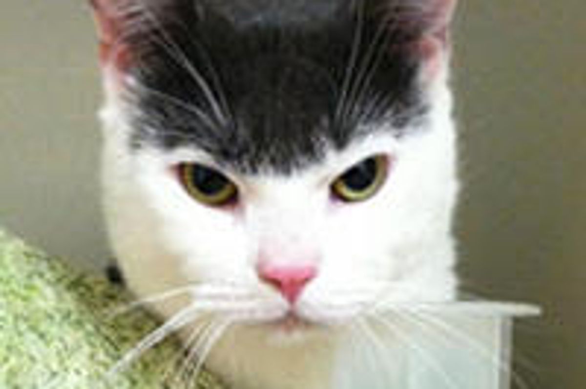 Rescue Stray Cat Wears A Bowl Cut