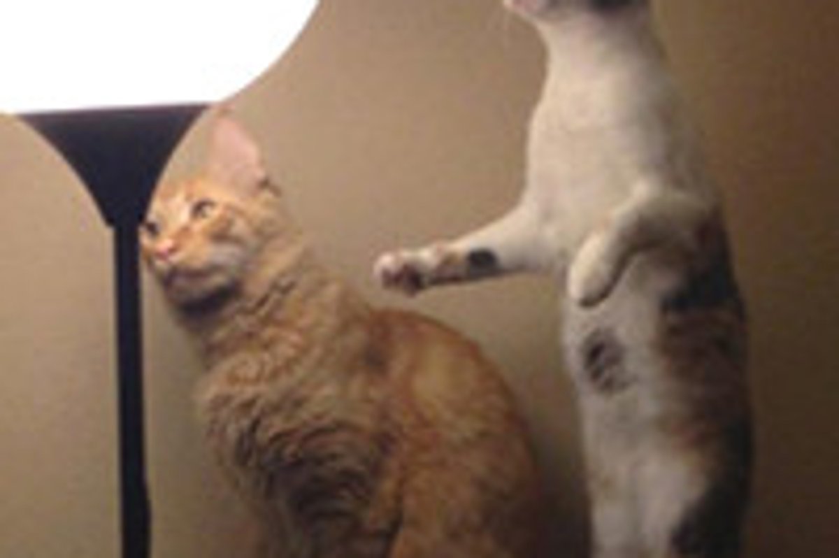 When Cats Find A Moth...
