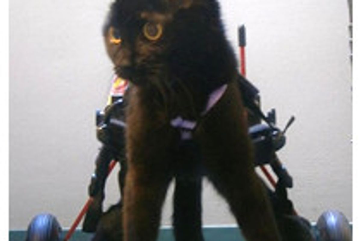 Violet The Kitty Gets A Second Chance To Walk Again