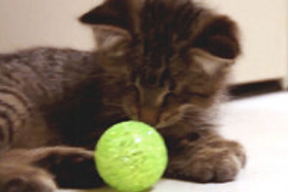 The Adventures of Oskar the Blind Cat and Klaus - Episode 1 - Baby Oskar