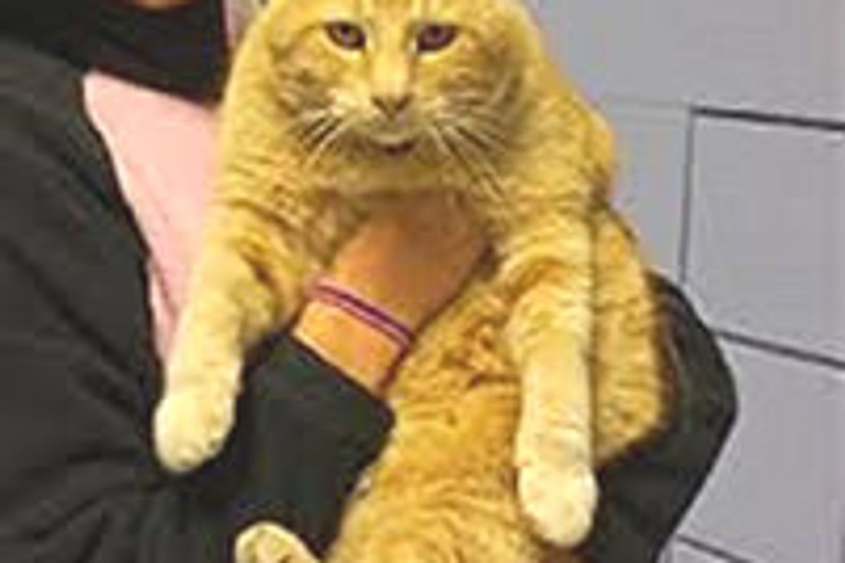 Cat Visits High School For 12 Years To Be Honored With Art Show