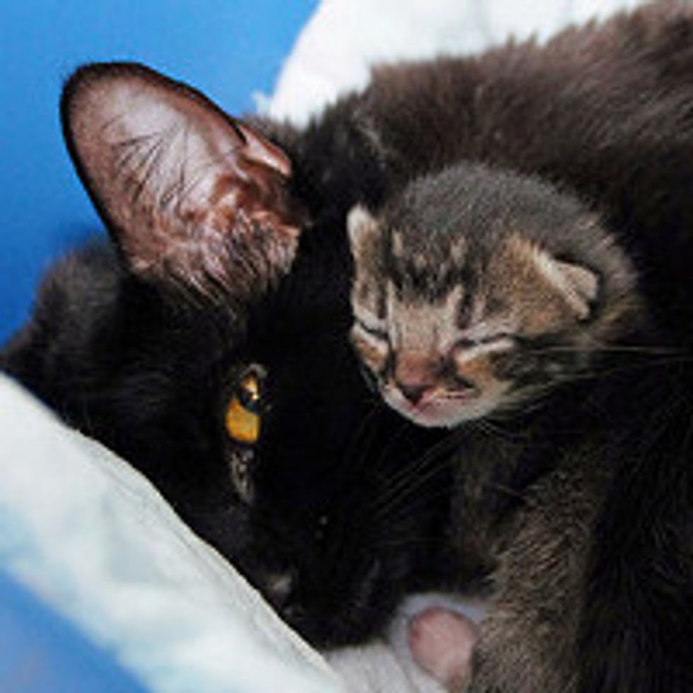Mom Cat Finds Her Kittens A Safe Place