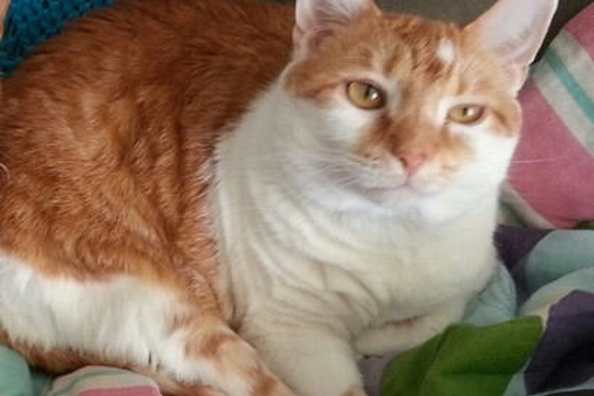 Maxi The Miracle Cat Survives 11 Days After Apartment Fire