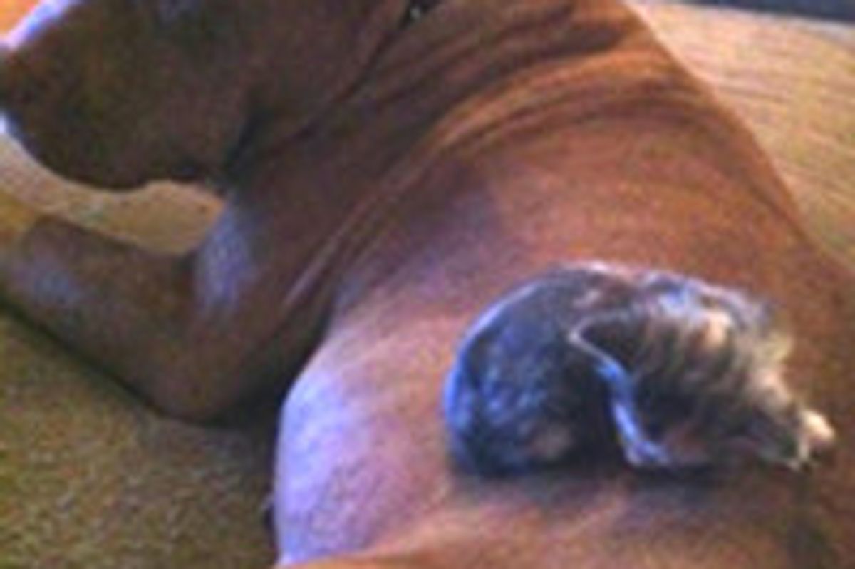 Tiny Kitten And Gentle Giant Friend