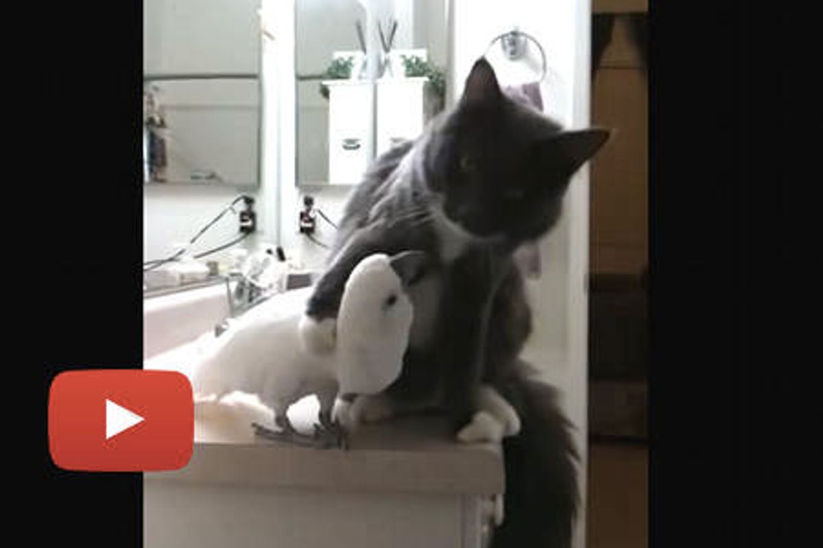 Maine Coon Cat & Cockatoo Buddies